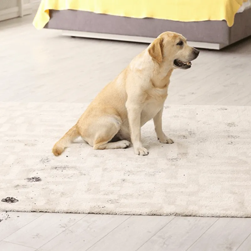 Area-rug-Dirt-Debris-img